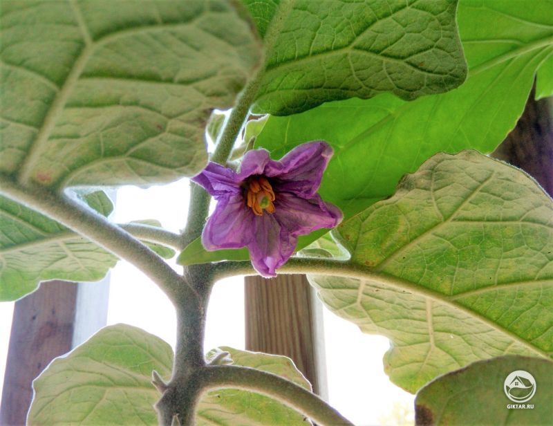 Первый цветок на моем баклажане сорта Роза Бьянка