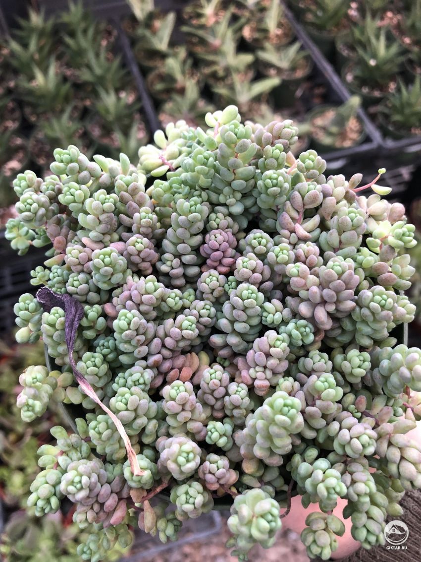 Как называется этот суккулент ?