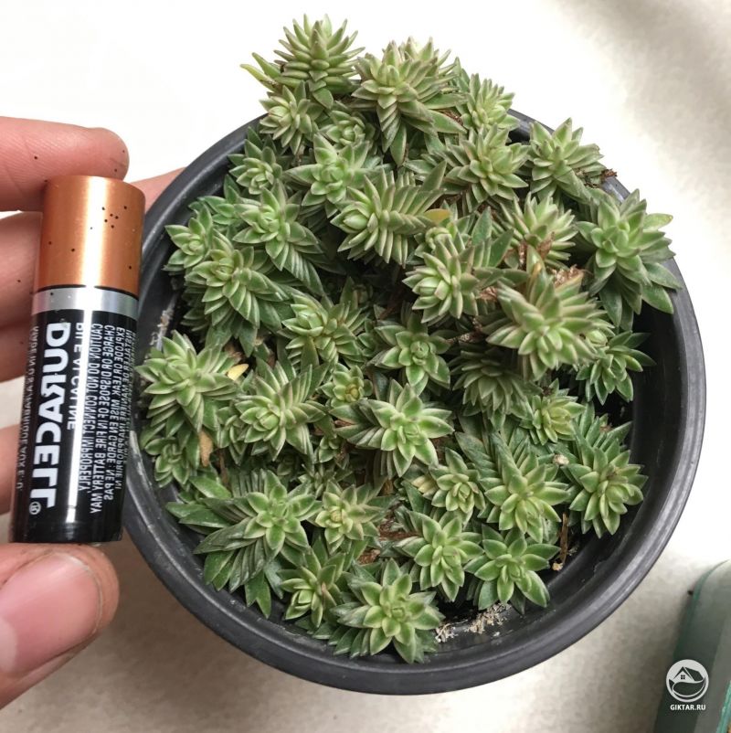 Карликовый очиток (седум)