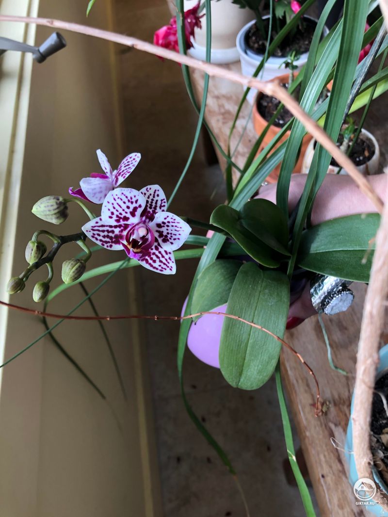 Мини-фаленосис цветет