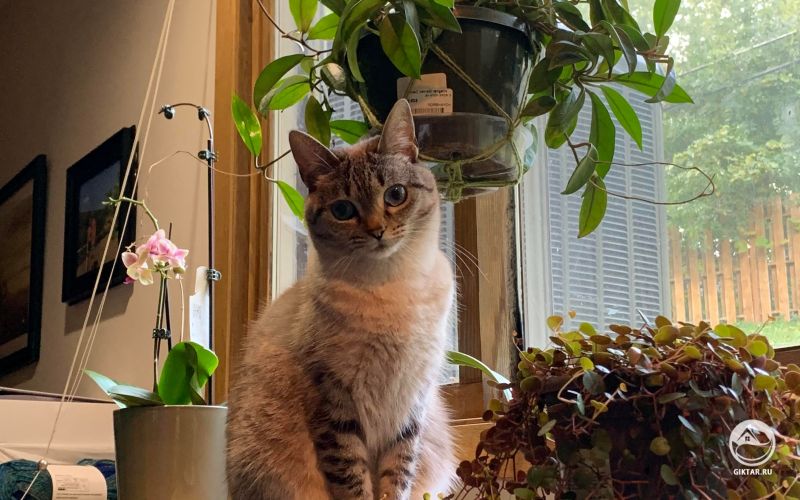Кошка на страже растительности