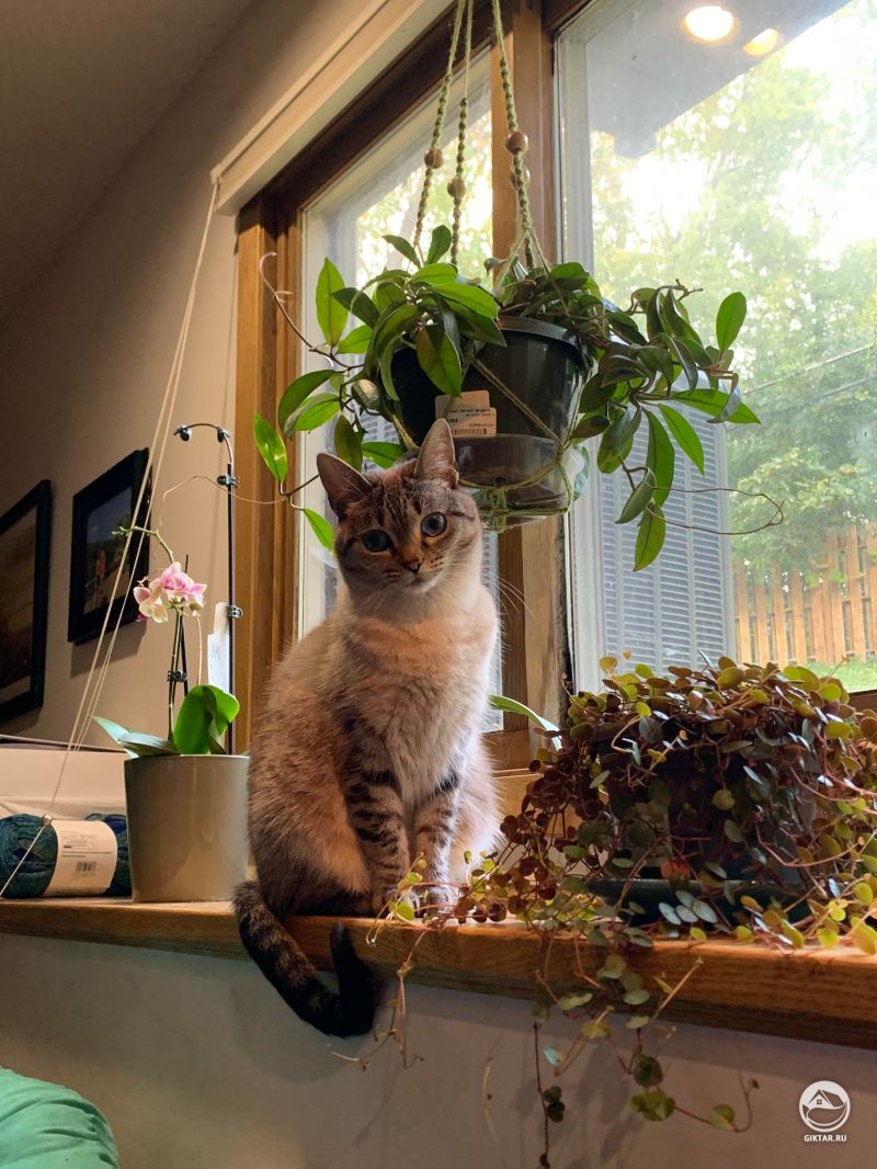 Кошка на страже растительности