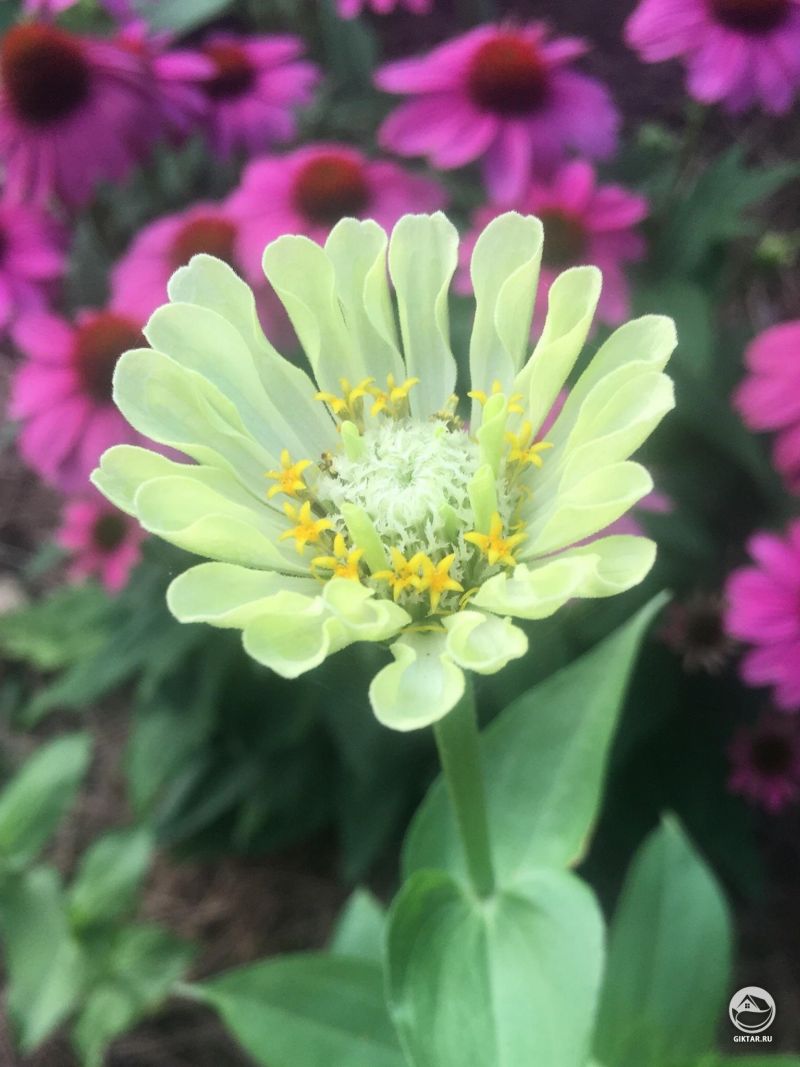 Действительно наслаждаюсь этими шартрез цинниями.