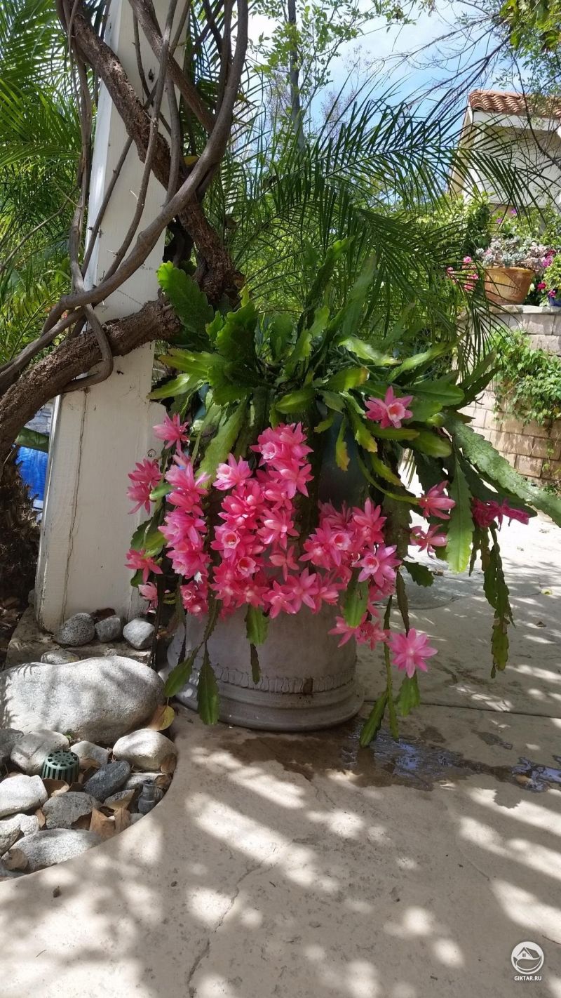 Мой кактус цветет впервые.