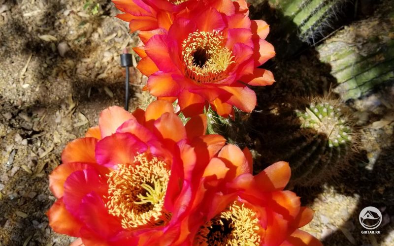 Не знаю что за кактус, но он цветет просто прекрасно !