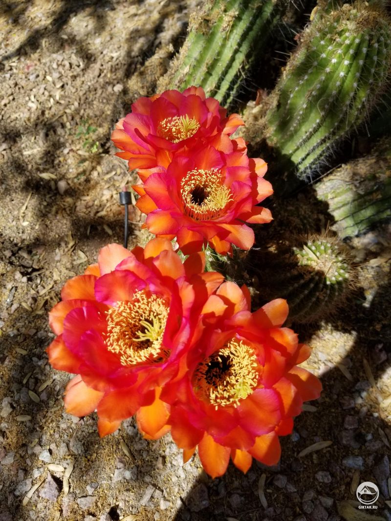 Не знаю что за кактус, но он цветет просто прекрасно !