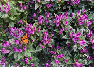 Бабочки на цветках амаранта