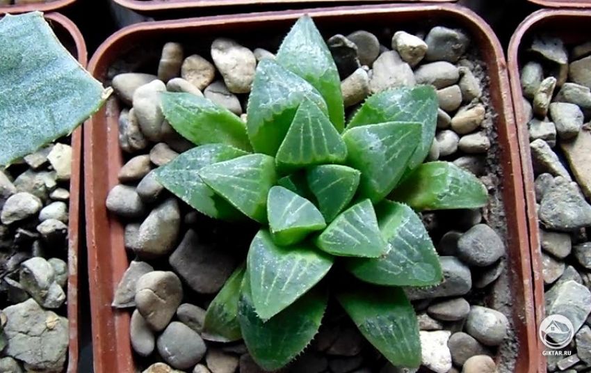 хавортия притупленная хавортия притупленная - суккулент с плотной розеткой из мясистых листьев с прозрачными кончиками.