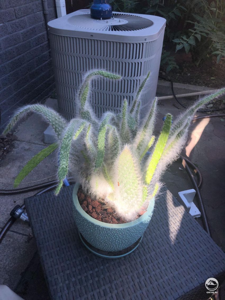 Кактус завял . Что я могу сделать?