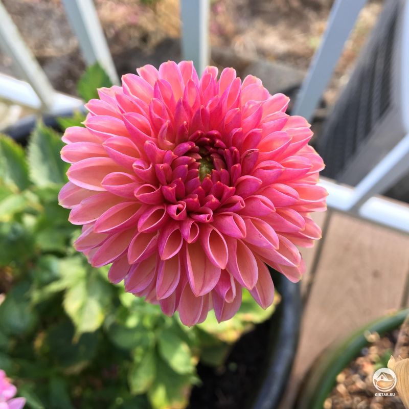 Третий из моих георгинов цветет!