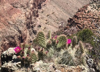 Цветущие кактусы на краю Гранд-Каньона. 