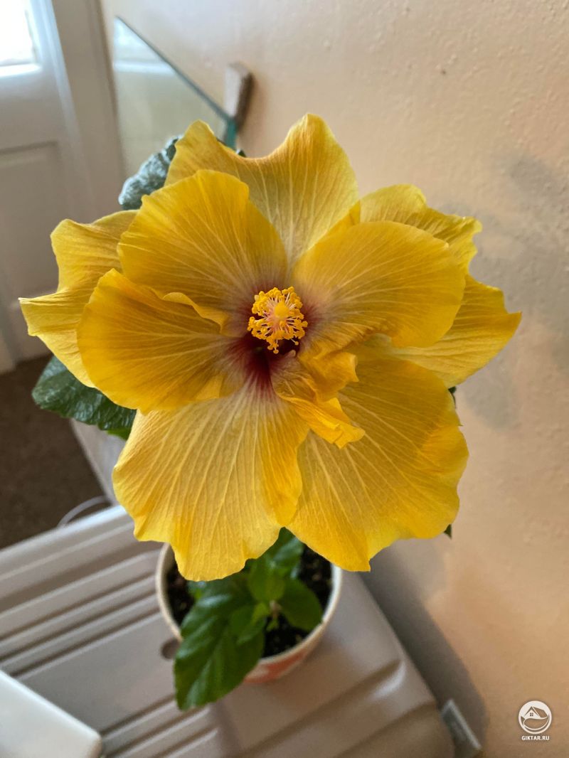 Желтый цветок Гибискуса