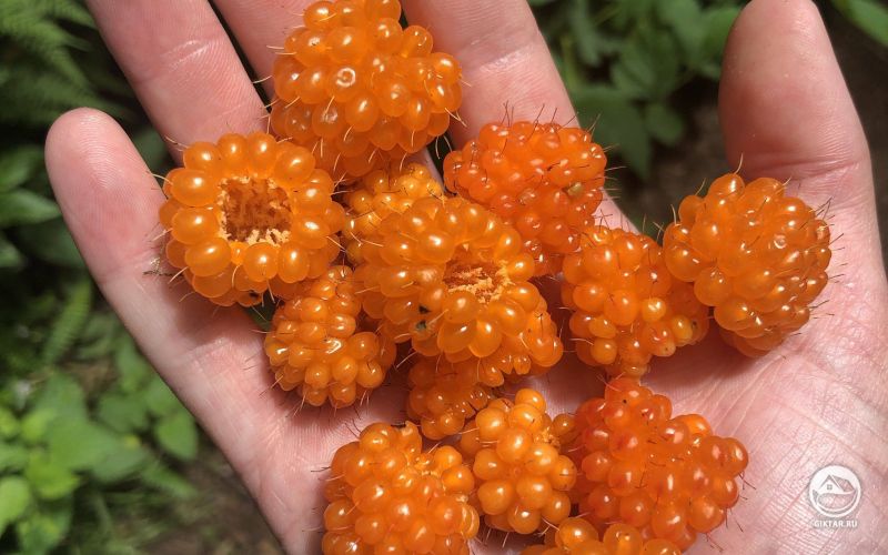 Желтая малина