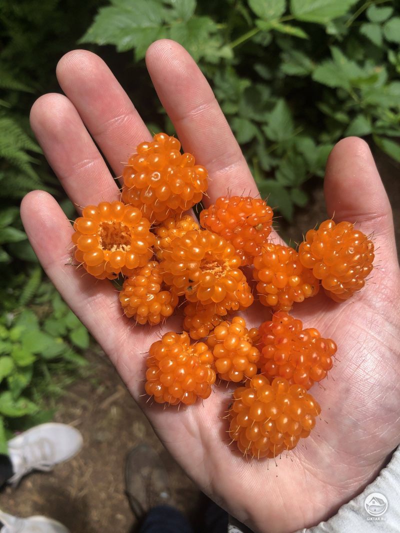 Желтая малина