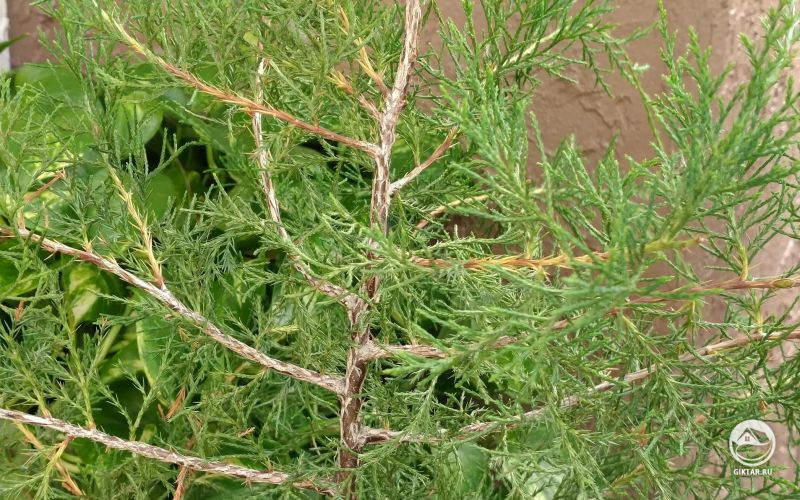 Хотелось бы узнать ваше мнение про мой кирапис ямадори