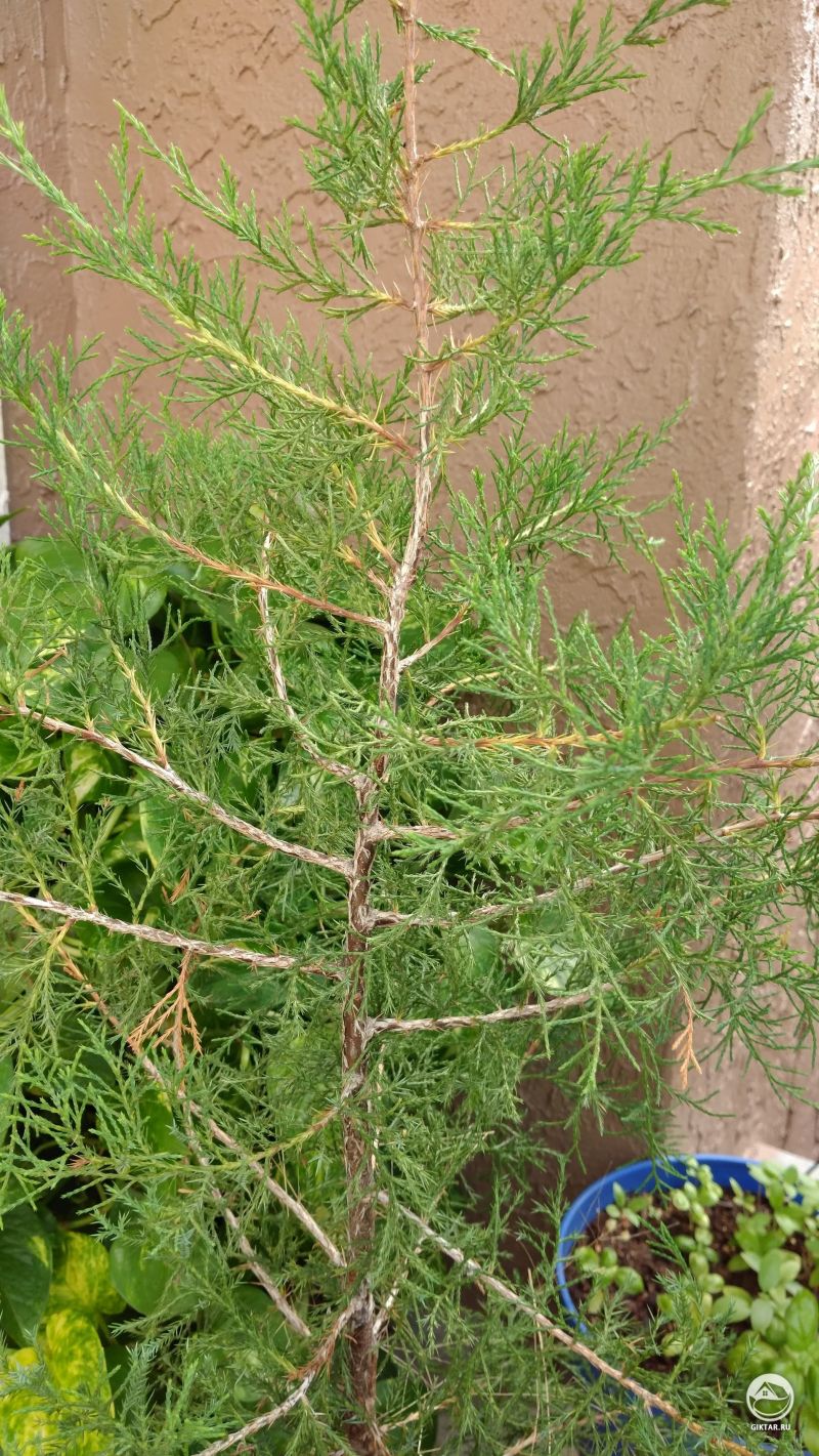 Хотелось бы узнать ваше мнение про мой кирапис ямадори