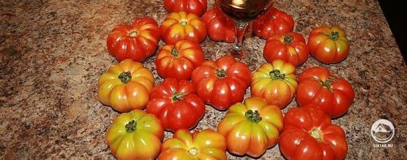Мои томаты сорта Костолуто Фиоренито