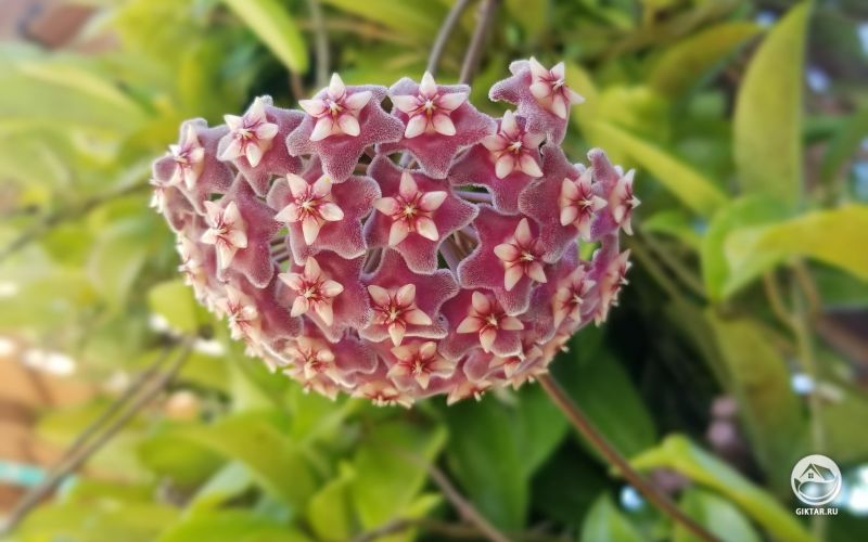 Хойя мясистая