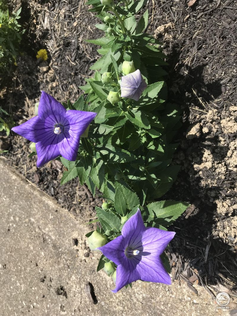 Сегодня утром ширококолокольчик открыл свои цветы