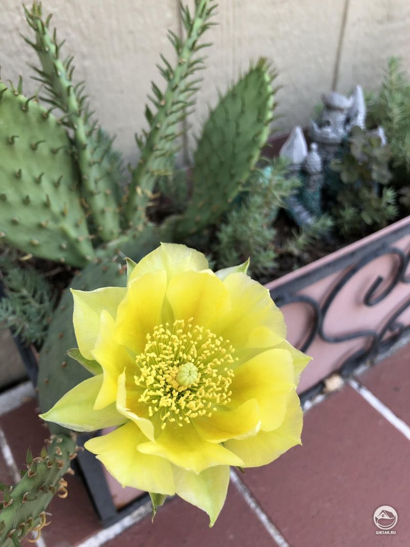 Мой кактус наконец-то зацвел!