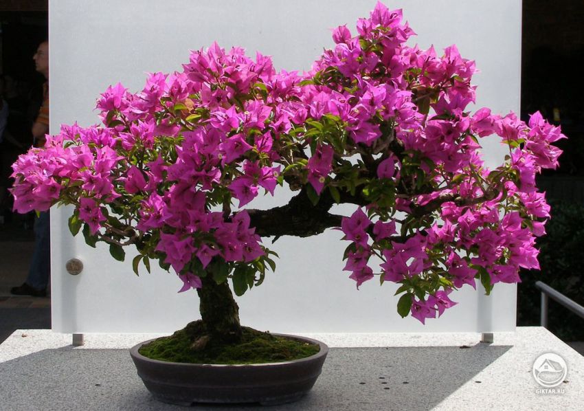Бугенвиллия голая бонсай.