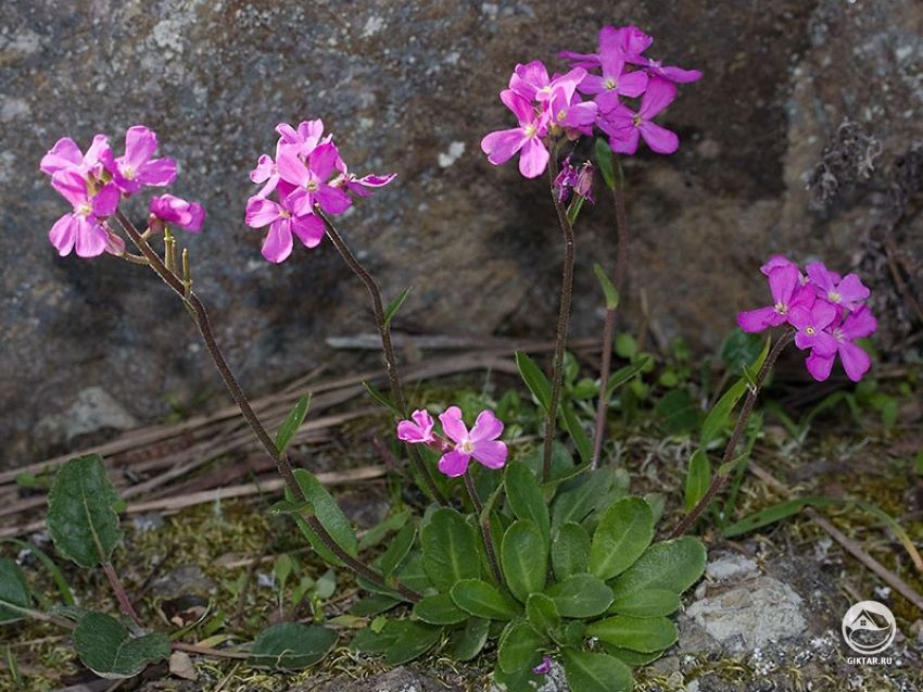 Арабис реснитчатолистный (Arabis blepharophylla) Арабис реснитчатолистный (Arabis blepharophylla)