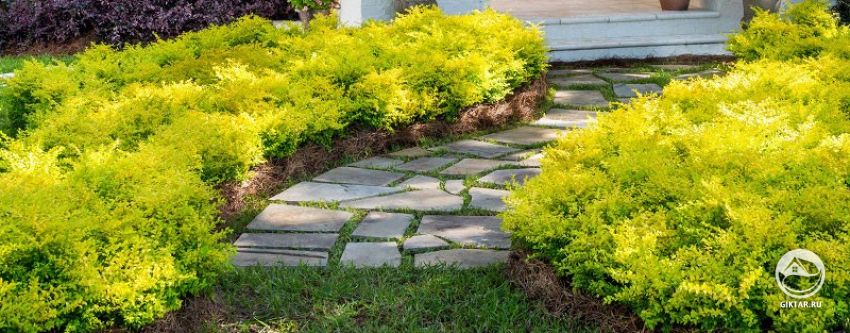 Бирючина обыкновенная желтолистная Бирючина обыкновенная желтолистная