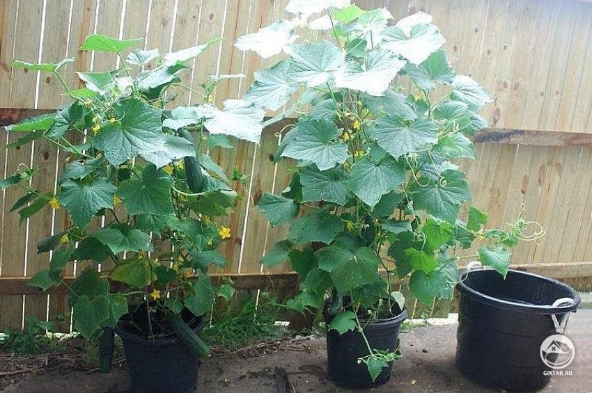 выращивание огурцов в контейнере выращивание огурцов в контейнере на улице