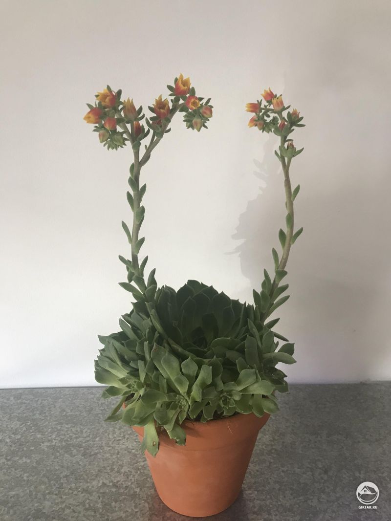 Цветущая эхеверия