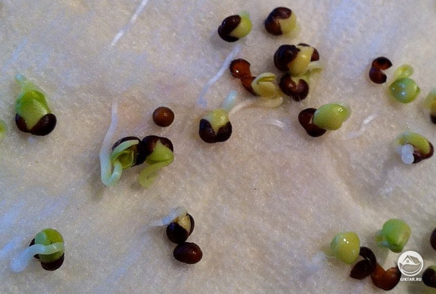 подготовка семян к посеву Предпосевная подготовка семян