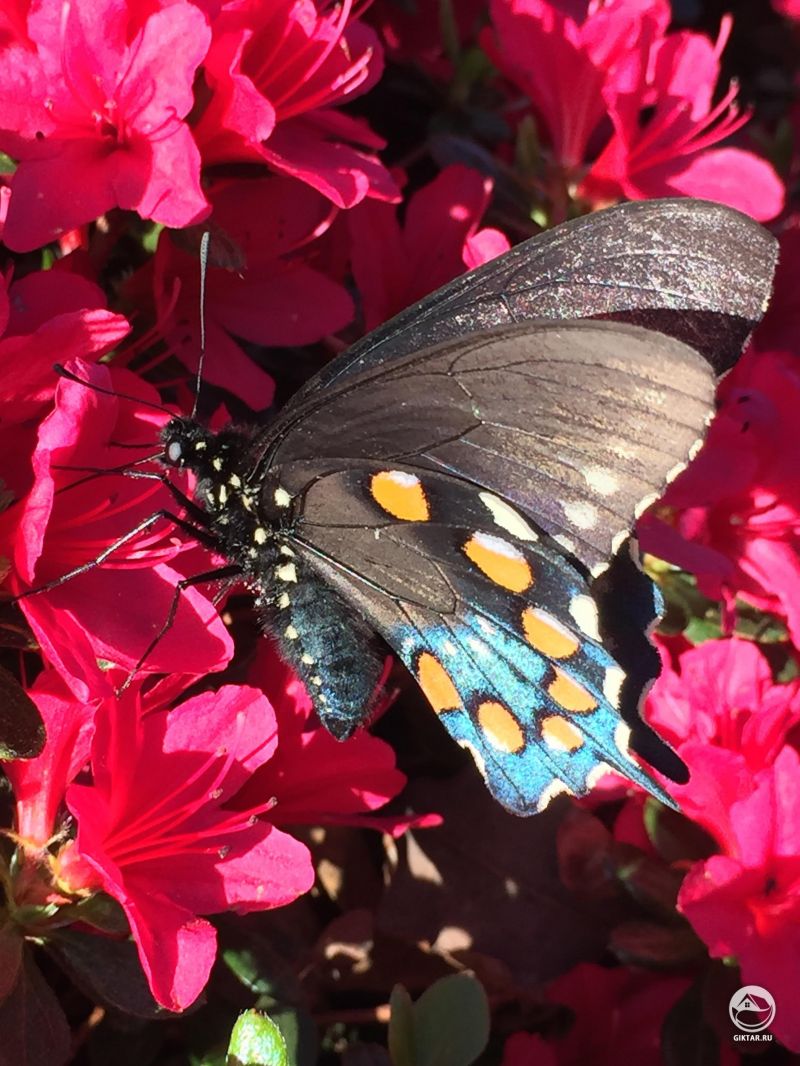 Эта красавица решила посетить наши азалии.