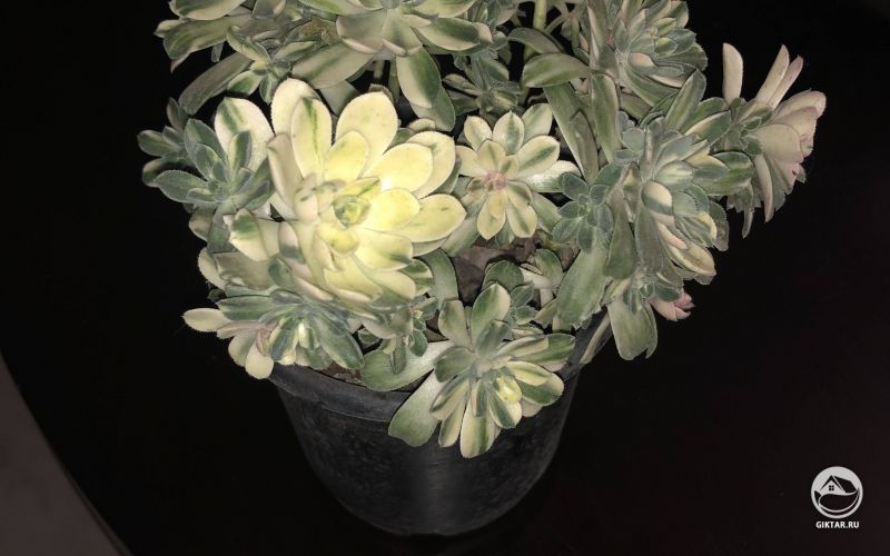 Эониум кастелло-пайвае ‘Variegata’