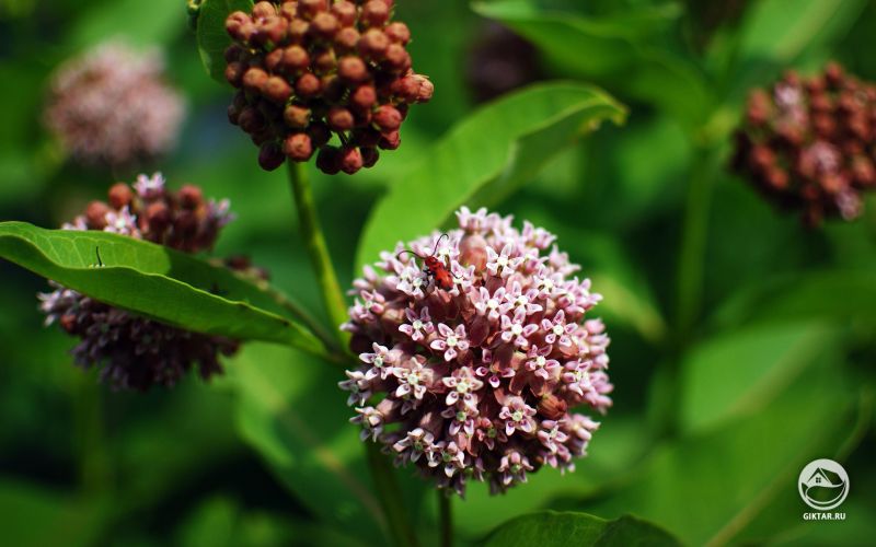 Цветок ваточника и жук на нем.