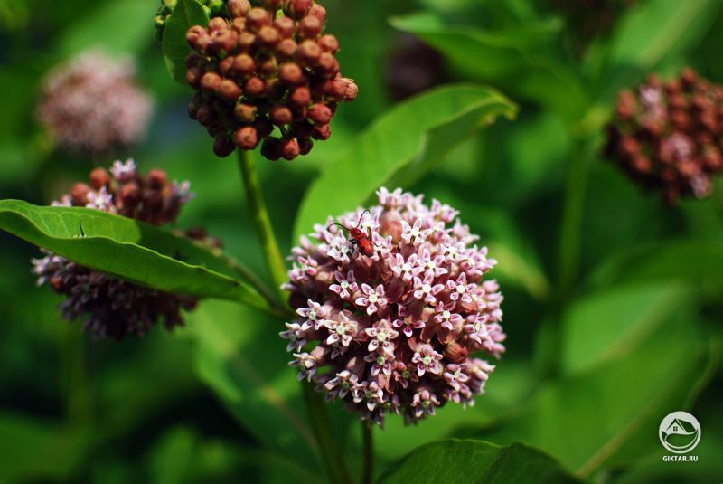 Цветок ваточника и жук на нем.