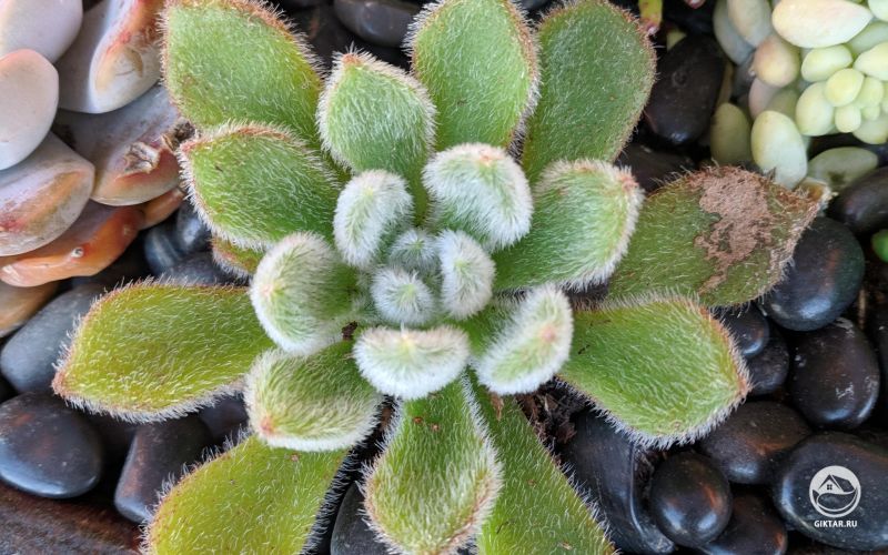 Эхеверия щетинистая