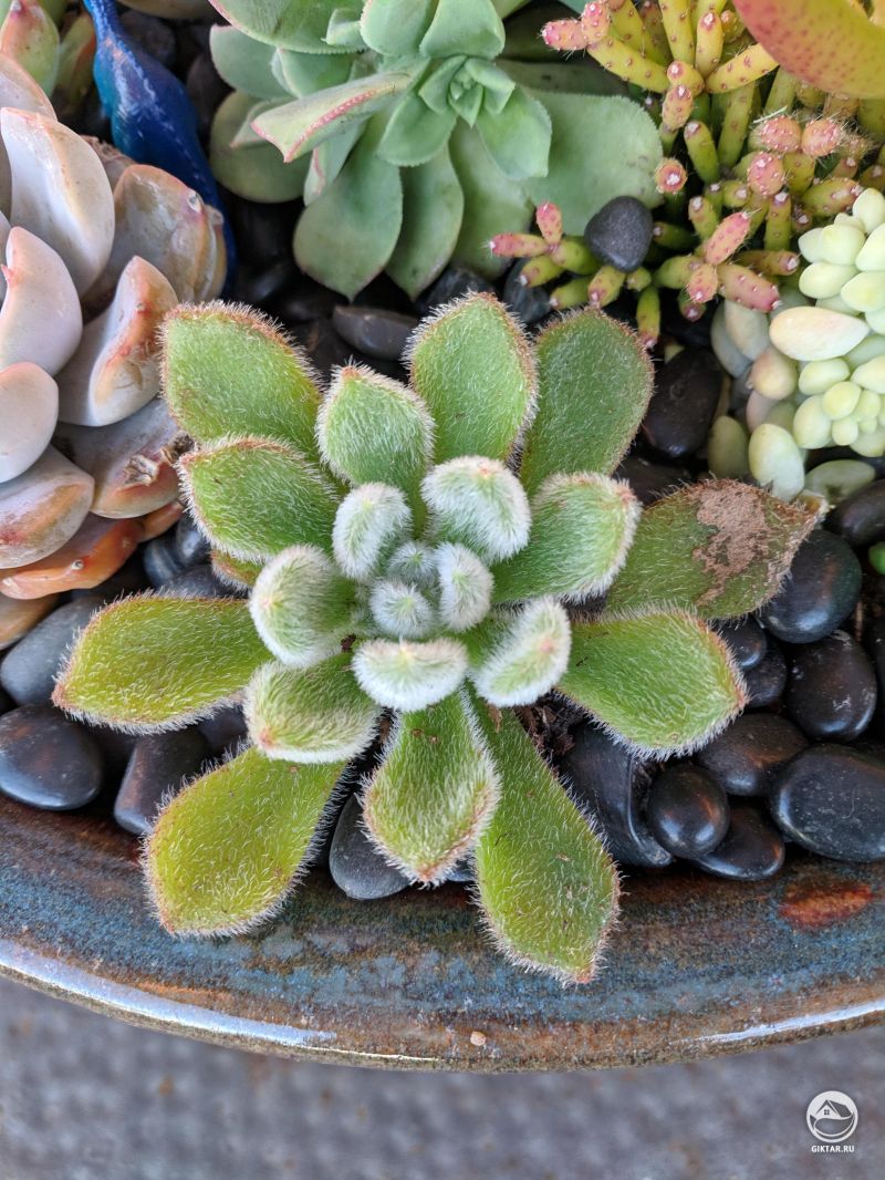 Эхеверия щетинистая