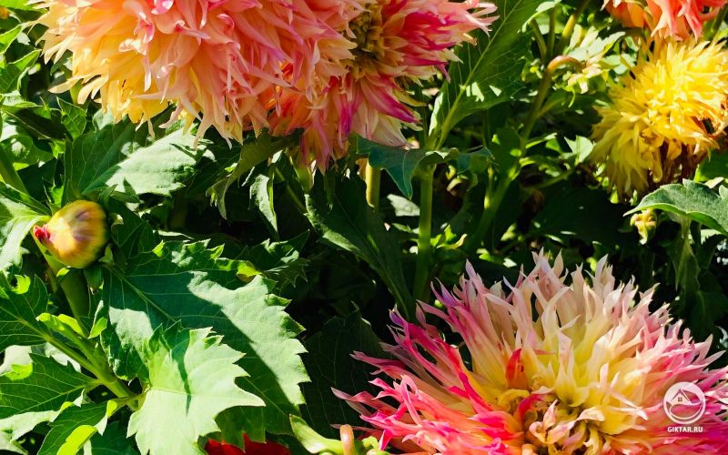 Невероятные георгины