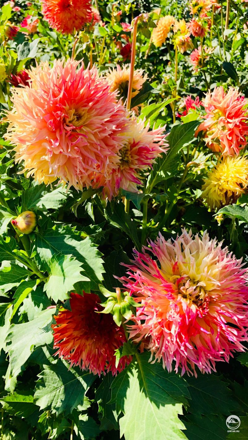 Невероятные георгины