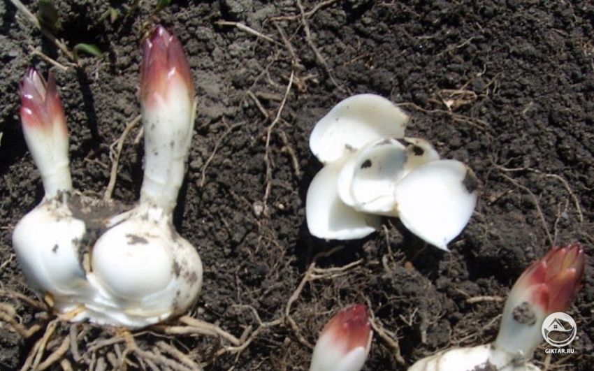 размножение лилий разделением луковицы на чешуйки