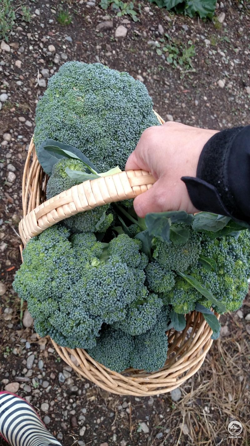 Урожай брокколи