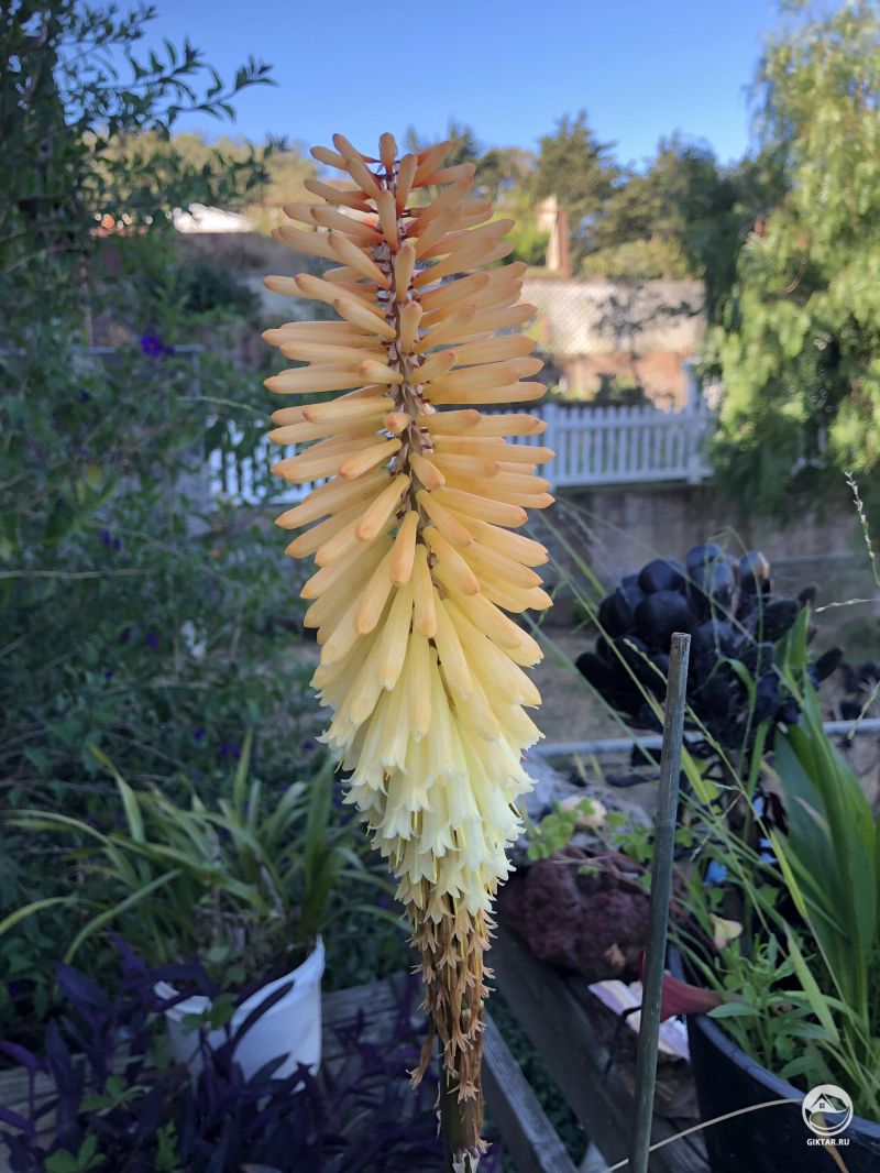 Моя кремово-оранжевая книпхофия