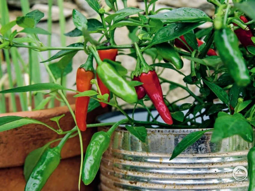 выращивание перца в контейнере Как выращивать сладкий перец в контейнере