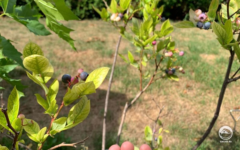 Урожай голубики