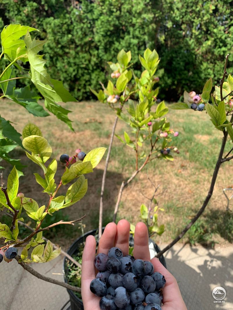 Урожай голубики