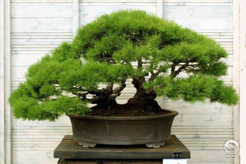фото сосна алеппская