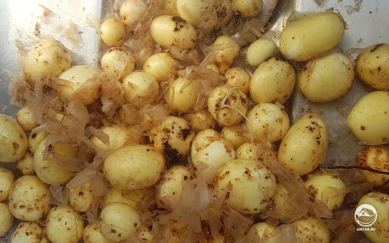 Первый урожай молодой картошки