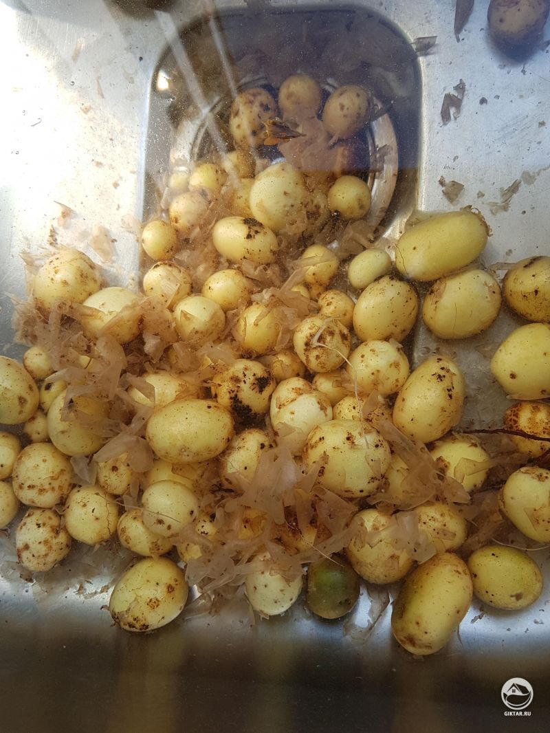 Первый урожай молодой картошки
