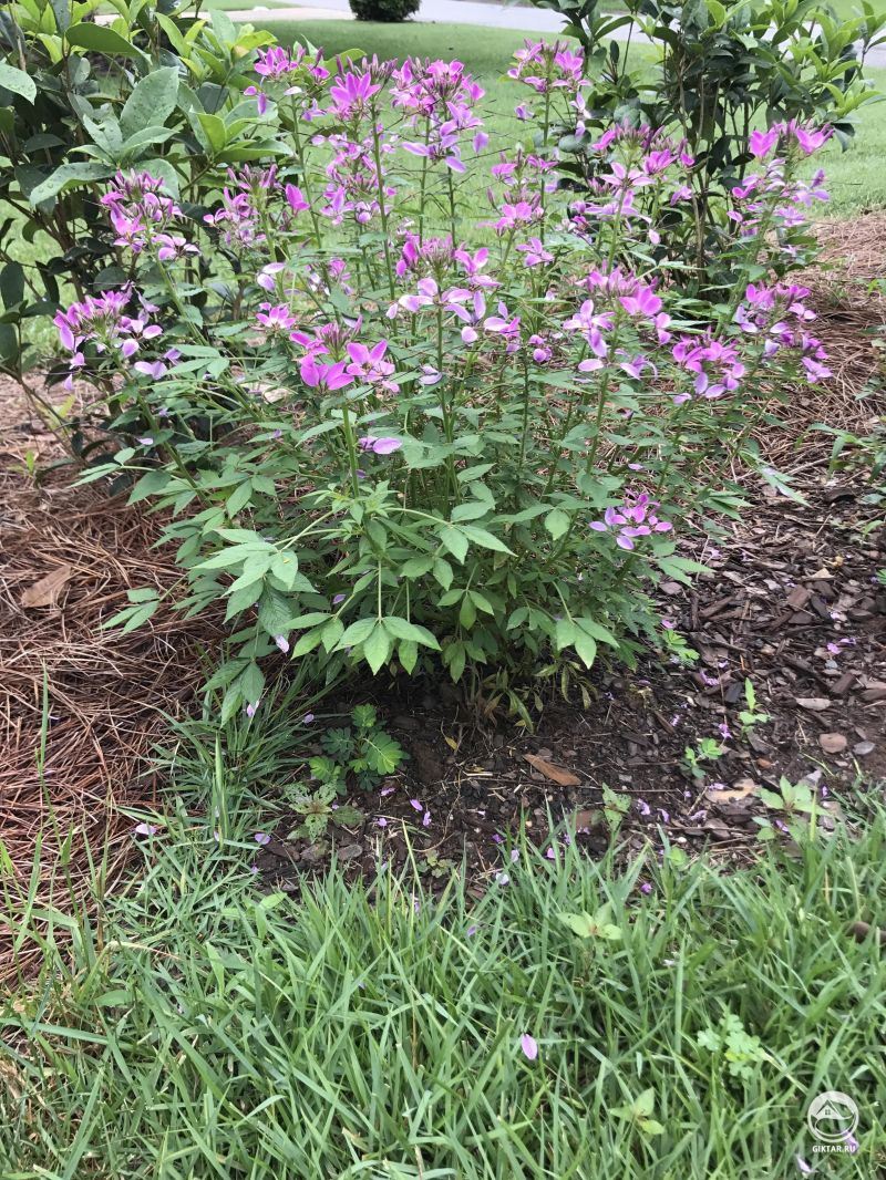 Клеома Хасслера или паучий цветок