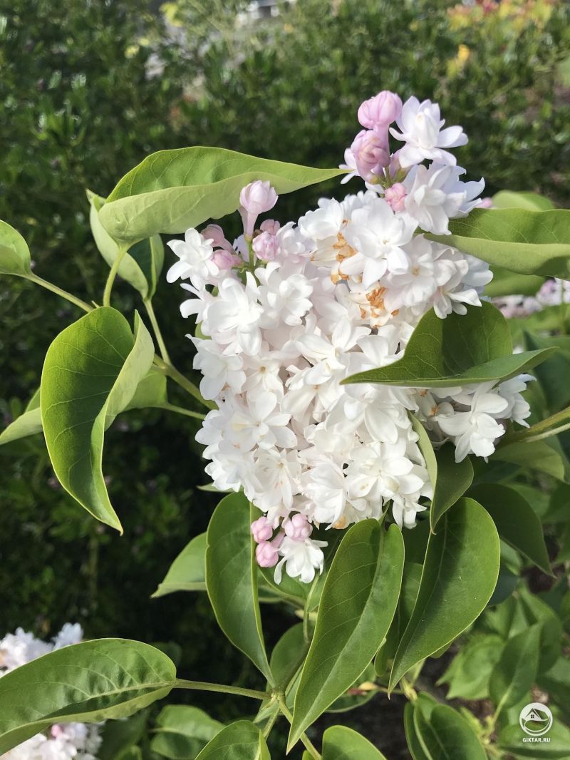 Цветущая мохровая сирень