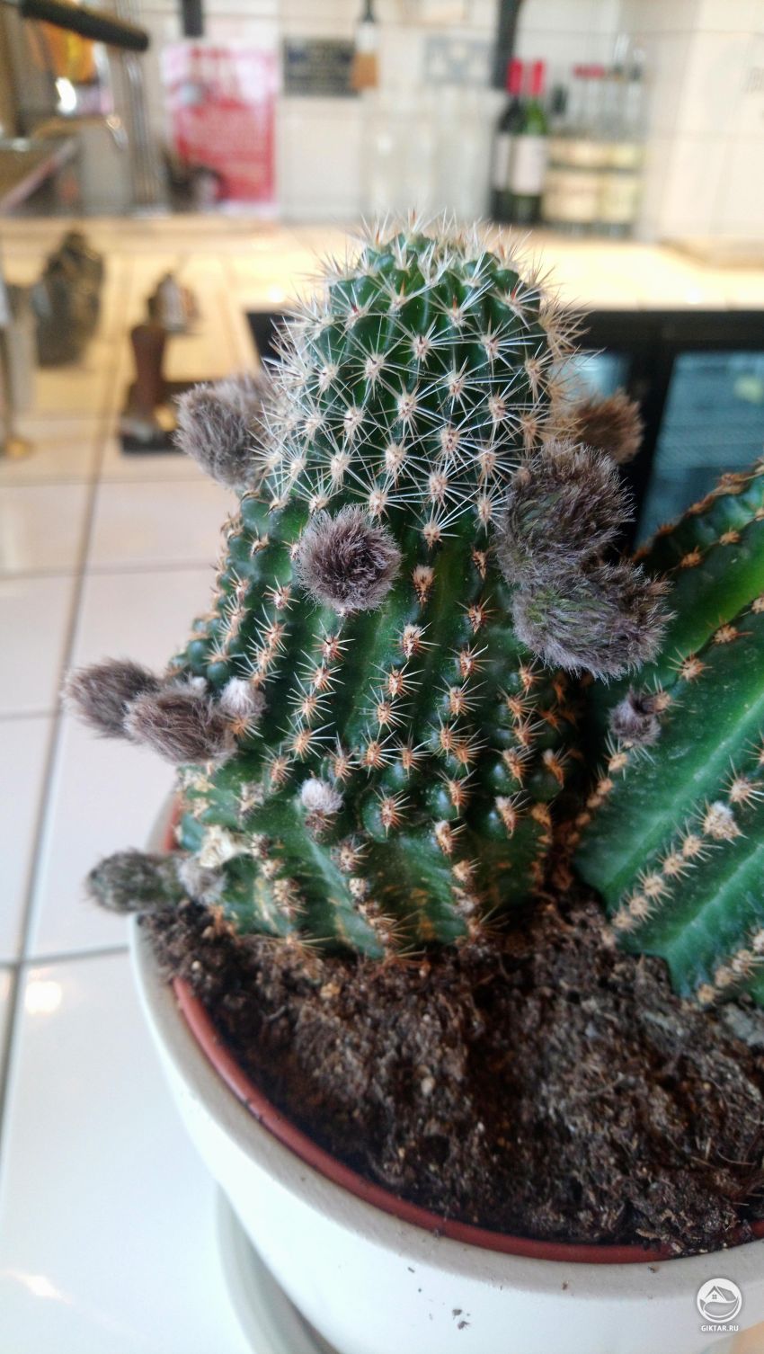 Как называется этот кактус? Что за наросты на нем появиись ?